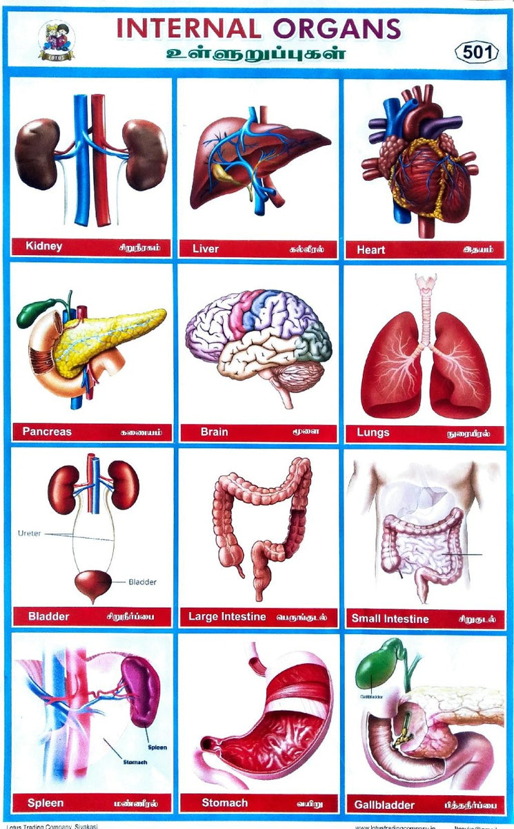 Internal Organs School Project Chart Stickers - Clickere