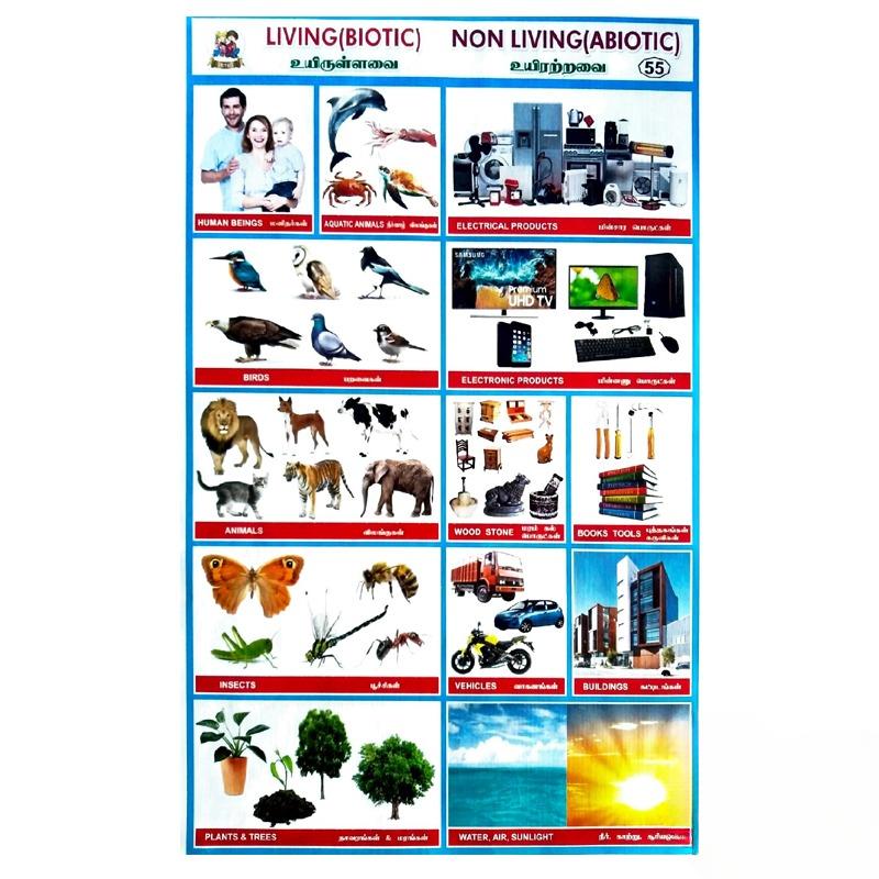 Living Non Living School Project Chart Stickers - Clickere