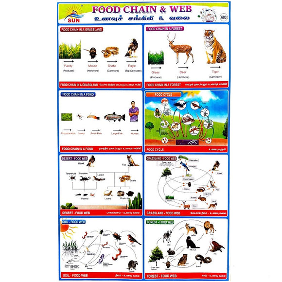 Food Chain & Web School Project Chart Stickers