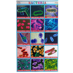 Bacteria School Project Chart Stickers