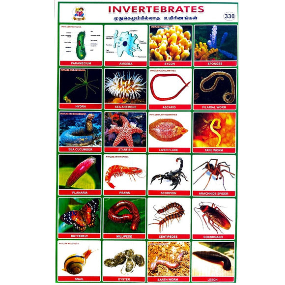 Invertebrates School Project Chart Stickers