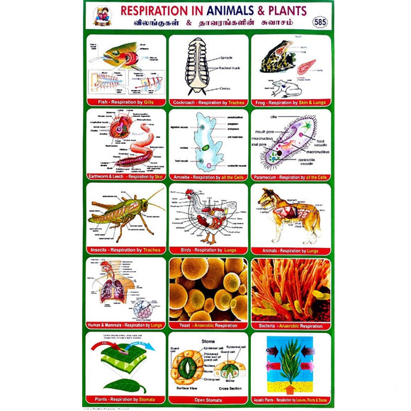 Respiration In Animals & Plants School Project Chart Stickers