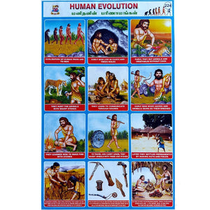 Human Evolution School Project Chart Stickers