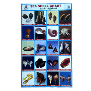 Sea Shell Chart School Project Chart Stickers