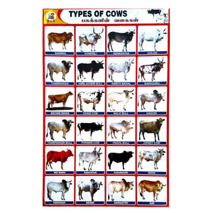 Types Of Cows School Project Chart Stickers