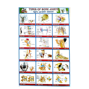 Types Of Bone Joints School Project Chart Stickers 