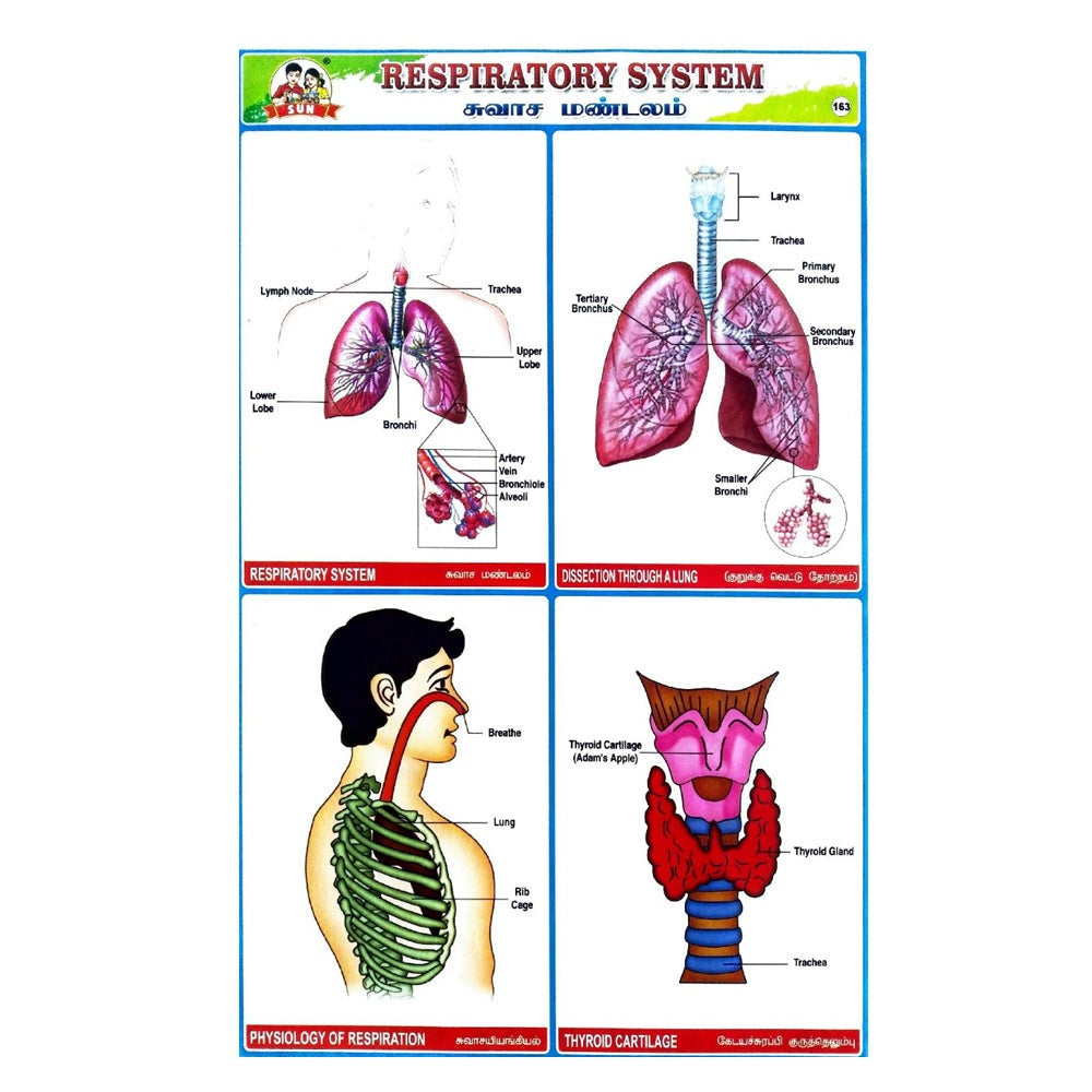 Respiratory System School Project Chart Stickers - Clickere