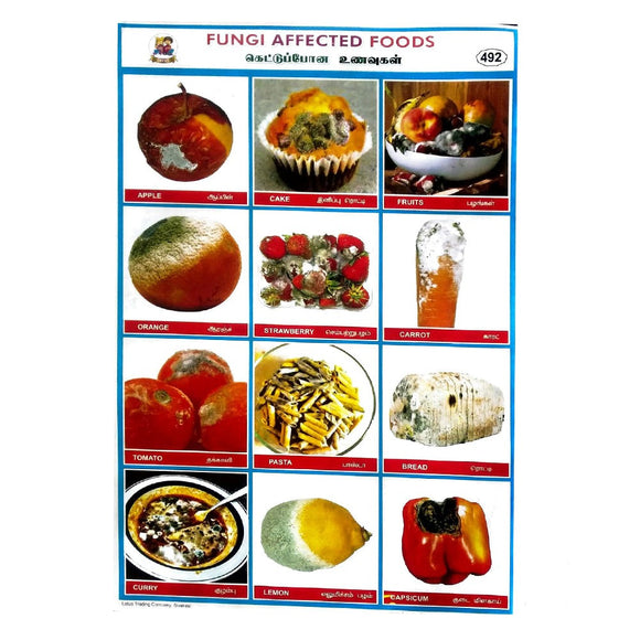 Fungi Affected Food School Project Chart Stickers.