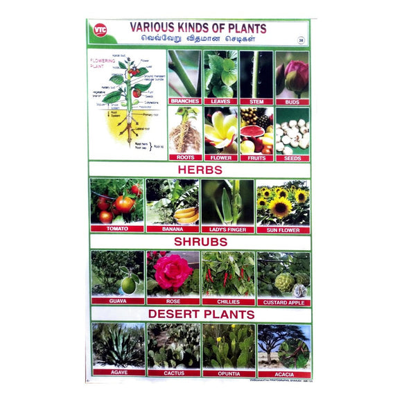 Various Kinds Of Plants School Project Chart Stickers