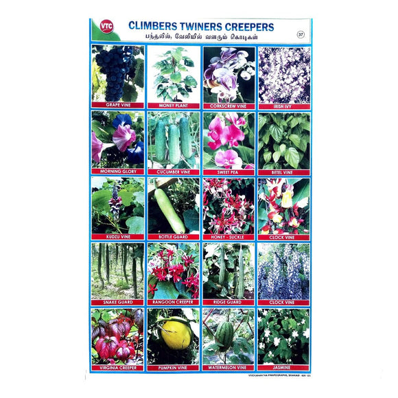 Climbers Twiners Creepers School Project Chart Stickers