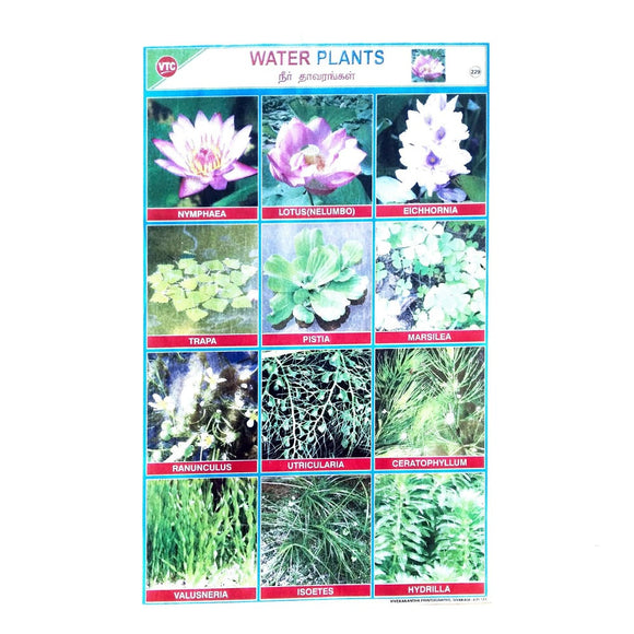 Water Plants School Project Chart Stickers