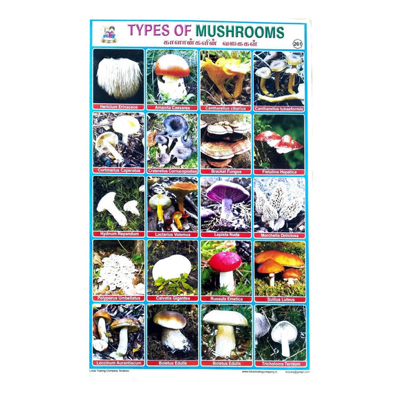 Types Of Mushrooms School Project Chart Stickers
