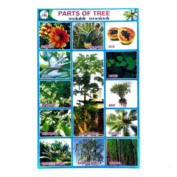 Parts Of Tree School Project Chart Stickers