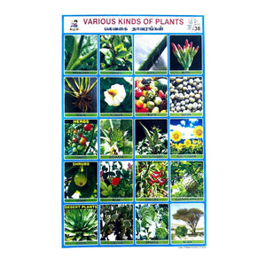 Various Kinds Of Plants School Project Chart Stickers