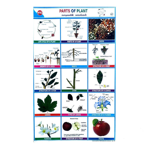 Parts Of Plant School Project Chart Stickers