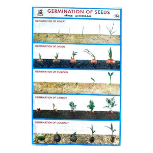 Germination Of Seeds School Project Chart Stickers