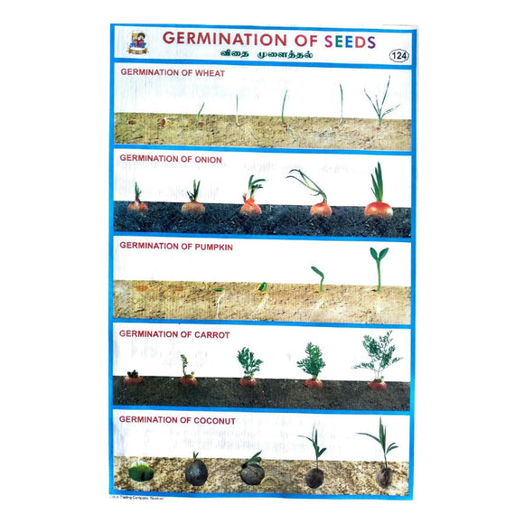 Germination Of Seeds School Project Chart Stickers
