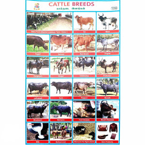Cattle Breeds School Project Chart Stickers