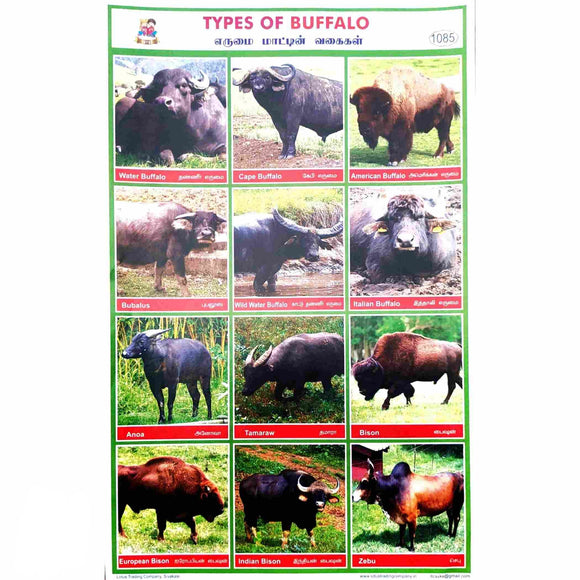 Types of Buffalo School Project Chart Stickers
