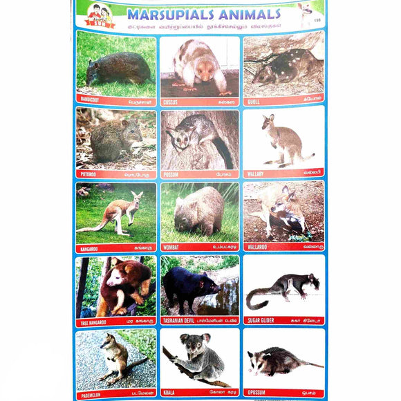 Marsupials Animals School Project Chart Stickers