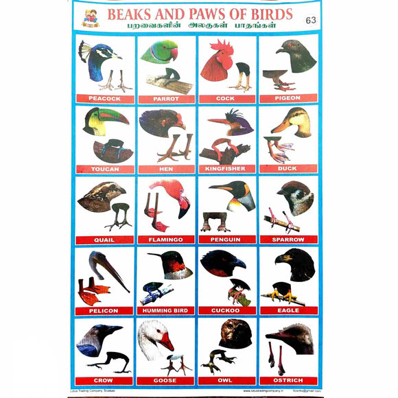 Beaks and Paws of Birds School Project Chart Stickers