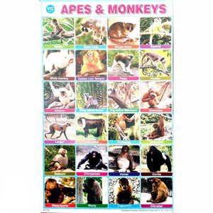 Apes & Monkeys School Project Chart Stickers