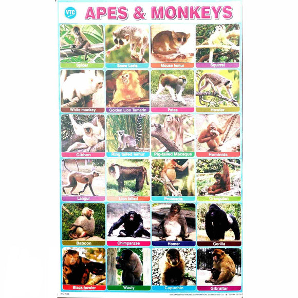 Apes & Monkeys School Project Chart Stickers