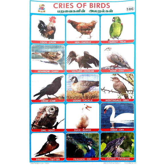 Cries of Birds School Project Chart Stickers