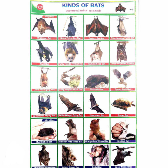 Kinds of Bats School Project Chart Stickers