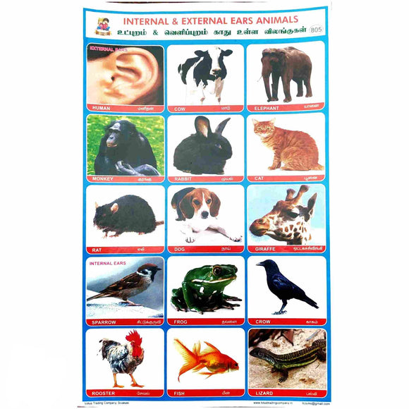 Internal and External Ears Animals School Project Chart Stickers