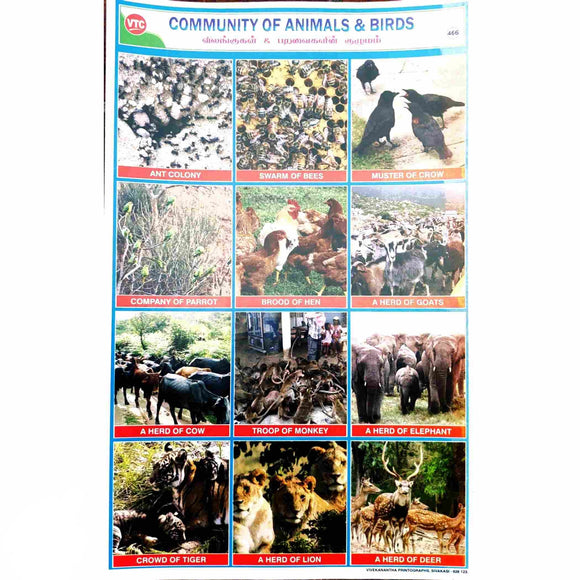 Community of Animals & Birds School Project Chart Stickers