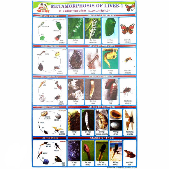 Metamorphosis of Lives - 1 School Project Chart Stickers