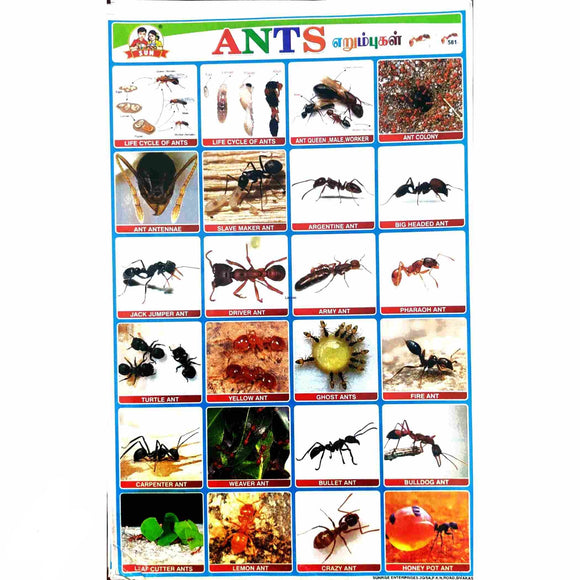 Ants School Project Chart Stickers