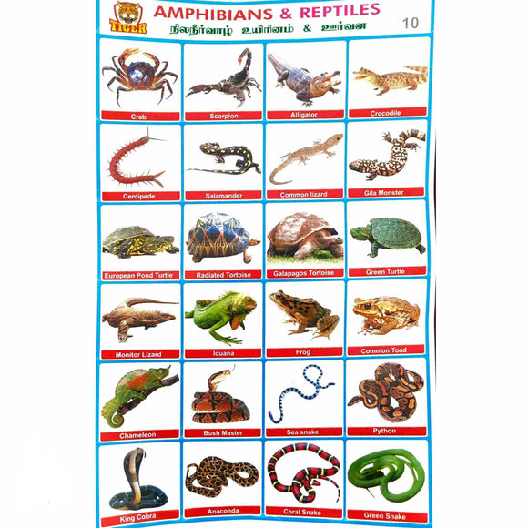 Amphibians & Reptiles School Project Chart Stickers
