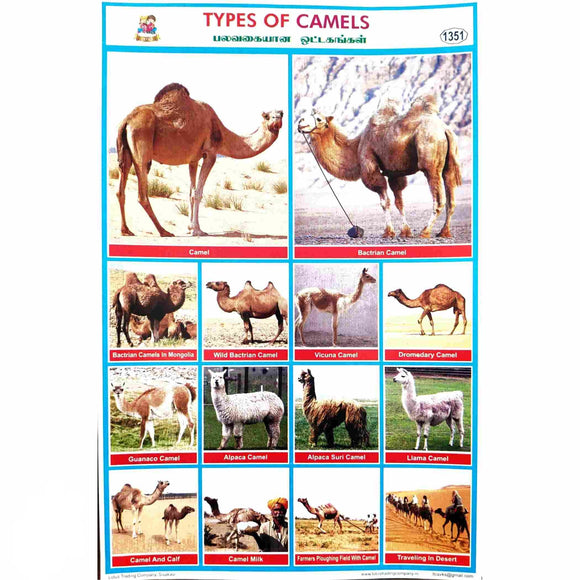 Types of Camels School Project Chart Stickers