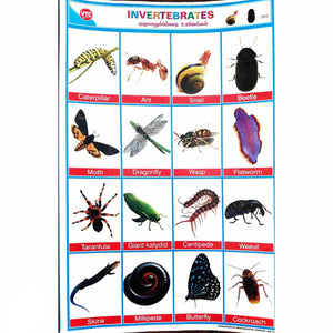 Invertebrates School Project Chart Stickers