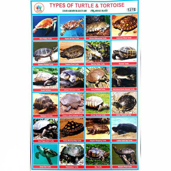 Types of Turtle & Tortoise School Project Chart Stickers