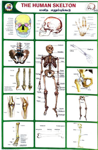 The Human Skelton School Project Chart Stickers