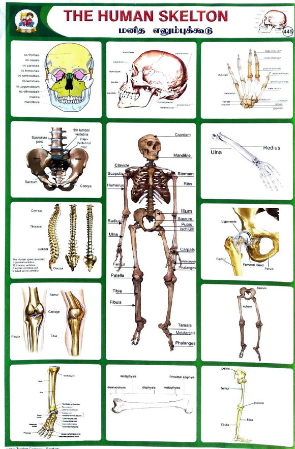 The Human Skelton School Project Chart Stickers