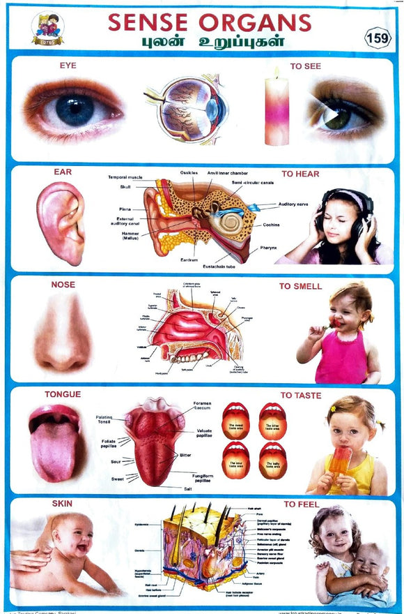 Sense Organs School Project Chart Stickers
