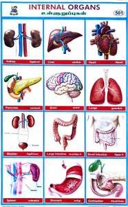 Internal Organs School Project Chart Stickers