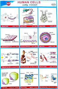 Human Cells  School Project Chart Stickers
