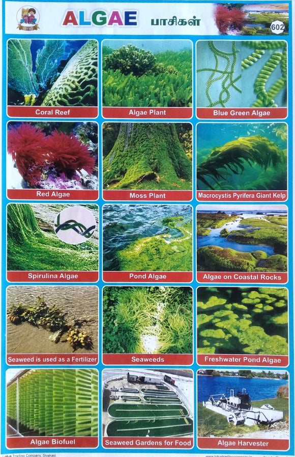 Algae School Project chart Stickers