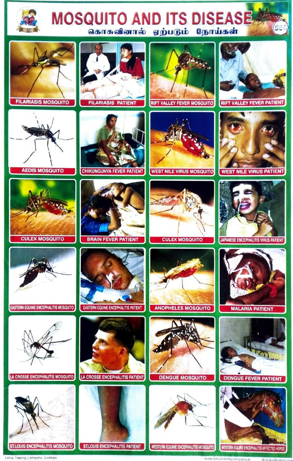 Mosquito And Its Disease School Project chart Stickers