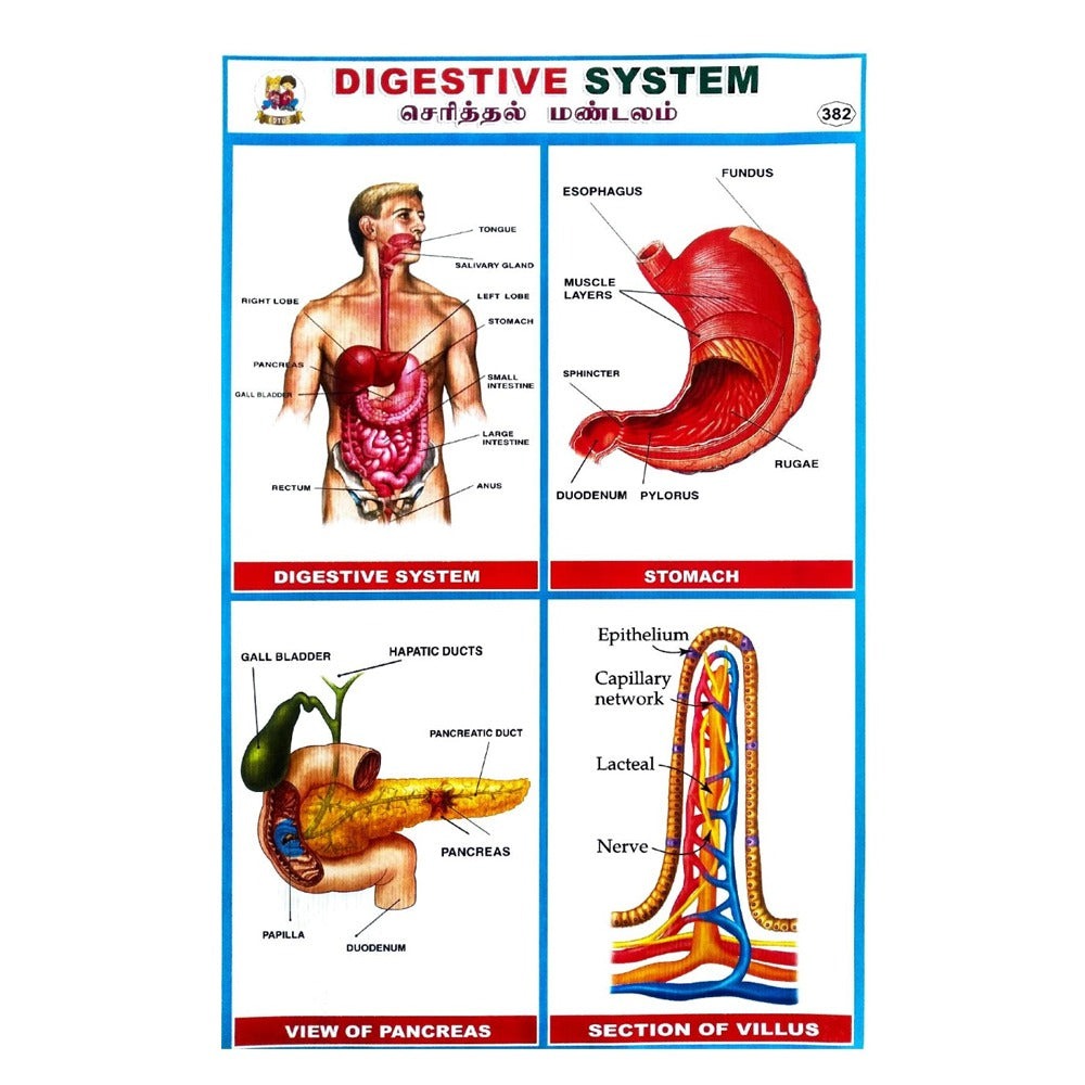 Digestive System School Project Chart Stickers - Clickere